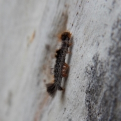 Euproctis marginalis at Cook, ACT - 14 Mar 2018 08:29 AM