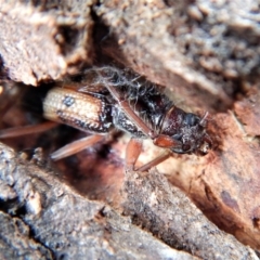 Phoracantha recurva (Yellow Phoracantha borer) at Cook, ACT - 14 Mar 2018 by CathB