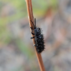 Hispellinus multispinosus at Belconnen, ACT - 14 Mar 2018 12:33 PM