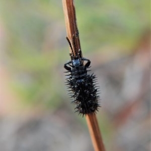 Hispellinus multispinosus at Belconnen, ACT - 14 Mar 2018