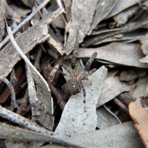 Stephanopis sp. (genus) at Belconnen, ACT - 14 Mar 2018 12:27 PM