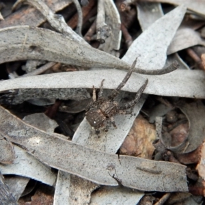 Stephanopis sp. (genus) at Belconnen, ACT - 14 Mar 2018 12:27 PM