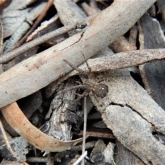 Stephanopis sp. (genus) at Belconnen, ACT - 14 Mar 2018 12:27 PM