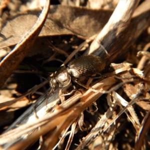 Adelium pustulosum at Belconnen, ACT - 14 Mar 2018