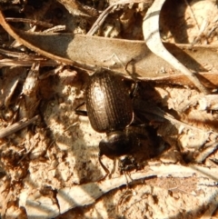 Adelium pustulosum at Belconnen, ACT - 14 Mar 2018