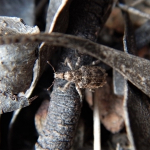 Ethemaia sellata at Belconnen, ACT - 14 Mar 2018