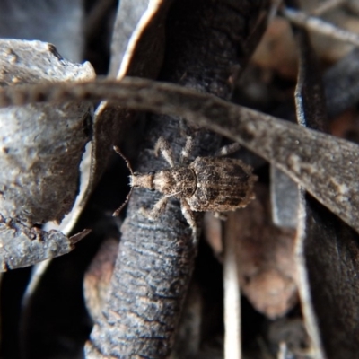 Ethemaia sellata (Grey-banded leaf weevil) at Belconnen, ACT - 14 Mar 2018 by CathB