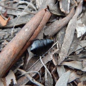 Platyzosteria melanaria at Belconnen, ACT - 14 Mar 2018