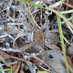 Neosparassus calligaster (Beautiful Badge Huntsman) at Belconnen, ACT - 14 Mar 2018 by CathB