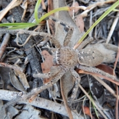 Neosparassus calligaster at Belconnen, ACT - 14 Mar 2018