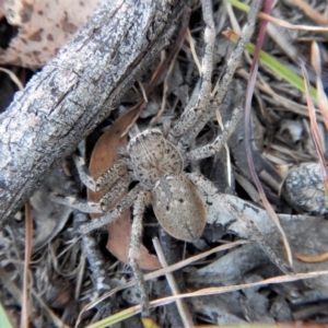 Neosparassus calligaster at Belconnen, ACT - 14 Mar 2018 12:36 PM