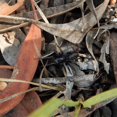 Zodariidae (family) (Unidentified Ant spider or Spotted ground spider) at Belconnen, ACT - 14 Mar 2018 by CathB