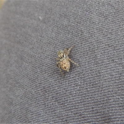 Servaea sp. (genus) (Unidentified Servaea jumping spider) at Belconnen, ACT - 14 Mar 2018 by CathB