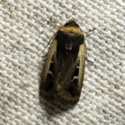 Proteuxoa tortisigna (Streaked Rictonis Moth) at O'Connor, ACT - 17 Mar 2018 by ibaird