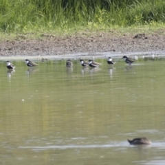 Erythrogonys cinctus (Red-kneed Dotterel) at Fyshwick, ACT - 16 Mar 2018 by AlisonMilton