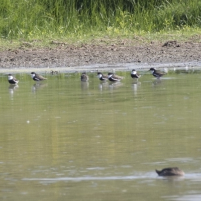 Erythrogonys cinctus (Red-kneed Dotterel) at Fyshwick, ACT - 16 Mar 2018 by AlisonMilton