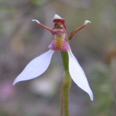 Eriochilus cucullatus (Parson's Bands) at Kambah, ACT - 17 Mar 2018 by MatthewFrawley