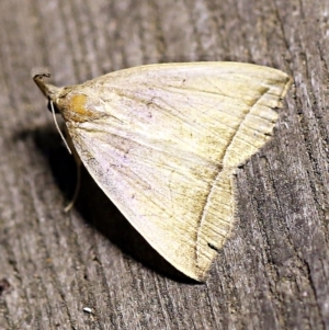 Simplicia armatalis at O'Connor, ACT - 17 Mar 2018