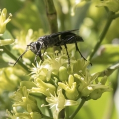 Sphecidae or Crabronidae (families) (Unidentified sand wasp) at Acton, ACT - 16 Mar 2018 by Alison Milton