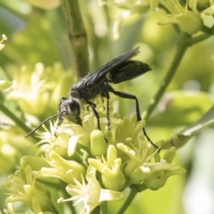 Sphecidae or Crabronidae (families) at Acton, ACT - 16 Mar 2018 11:05 AM