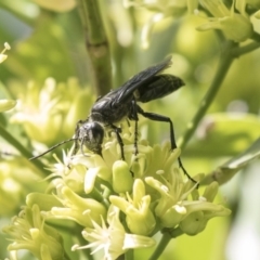 Sphecidae or Crabronidae (families) at Acton, ACT - 16 Mar 2018 11:05 AM