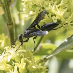 Sphecidae or Crabronidae (families) at Acton, ACT - 16 Mar 2018 11:05 AM