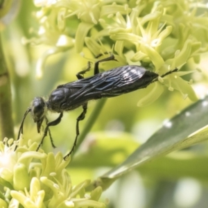 Sphecidae or Crabronidae (families) at Acton, ACT - 16 Mar 2018 11:05 AM