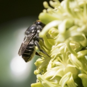 Megachile (Eutricharaea) maculariformis at Acton, ACT - 16 Mar 2018