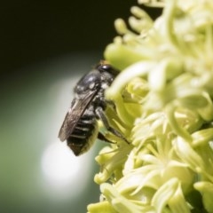 Megachile (Eutricharaea) maculariformis at Acton, ACT - 16 Mar 2018