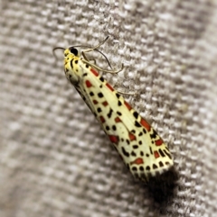 Utetheisa pulchelloides (Heliotrope Moth) at O'Connor, ACT - 17 Mar 2018 by ibaird