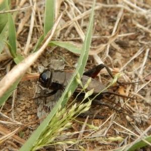 Teleogryllus commodus at Belconnen, ACT - 14 Mar 2018 11:39 AM