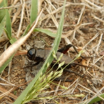 Teleogryllus commodus (Black Field Cricket) at Belconnen, ACT - 14 Mar 2018 by CathB
