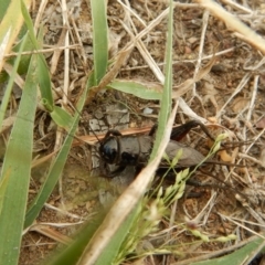 Teleogryllus commodus at Belconnen, ACT - 14 Mar 2018 11:39 AM