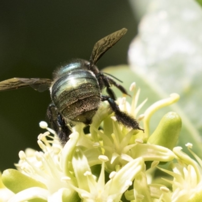 Xylocopa (Lestis) aerata (Golden-Green Carpenter Bee) at Acton, ACT - 16 Mar 2018 by AlisonMilton