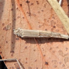 Lepidoscia arctiella (Tower Case Moth) at Belconnen, ACT - 14 Mar 2018 by CathB