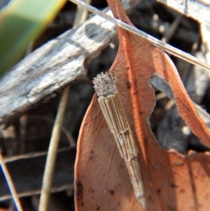 Lepidoscia arctiella at Belconnen, ACT - 14 Mar 2018