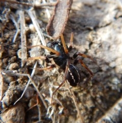 Zodariidae (family) (Unidentified Ant spider or Spotted ground spider) at Belconnen, ACT - 15 Mar 2018 by CathB