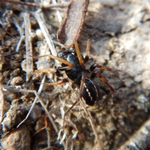 Zodariidae (family) at Belconnen, ACT - 15 Mar 2018 06:18 PM