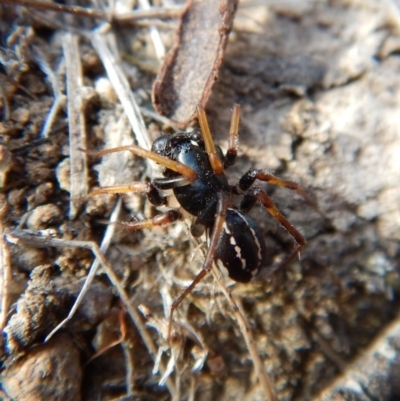 Zodariidae (family) (Unidentified Ant spider or Spotted ground spider) at Mount Painter - 15 Mar 2018 by CathB