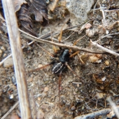 Zodariidae (family) at Belconnen, ACT - 15 Mar 2018 06:18 PM