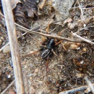 Zodariidae (family) at Belconnen, ACT - 15 Mar 2018