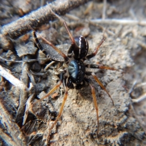 Zodariidae (family) at Belconnen, ACT - 15 Mar 2018