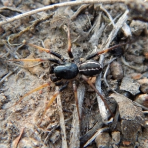 Zodariidae (family) at Belconnen, ACT - 15 Mar 2018