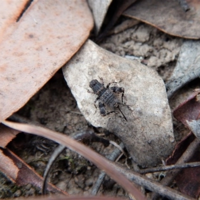 Calperum ottei (A recently described pygmy cricket) at Cook, ACT - 14 Mar 2018 by CathB