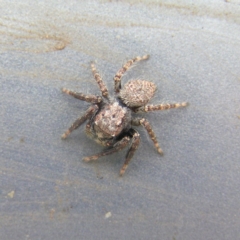 Servaea sp. (genus) (Unidentified Servaea jumping spider) at Kambah, ACT - 17 Mar 2018 by MatthewFrawley