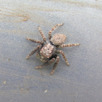 Servaea sp. (genus) (Unidentified Servaea jumping spider) at Kambah, ACT - 18 Mar 2018 by MatthewFrawley