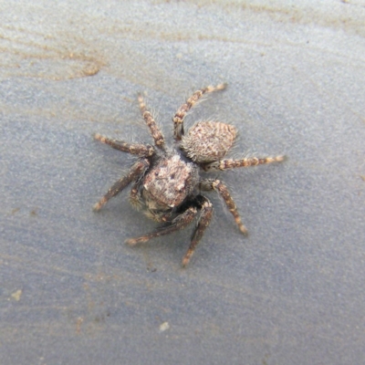 Servaea sp. (genus) (Unidentified Servaea jumping spider) at Kambah, ACT - 17 Mar 2018 by MatthewFrawley