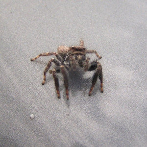 Servaea sp. (genus) at Kambah, ACT - 18 Mar 2018 10:31 AM