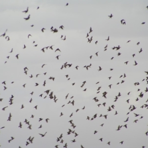 Sturnus vulgaris at Murrumbateman, NSW - 18 Mar 2018 11:41 AM