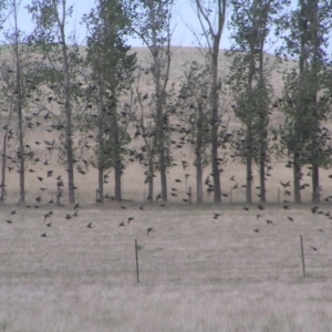 Sturnus vulgaris at Murrumbateman, NSW - 18 Mar 2018 11:41 AM